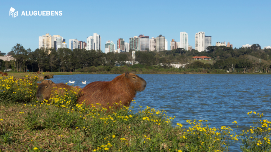 Curitiba Capivara Barigui